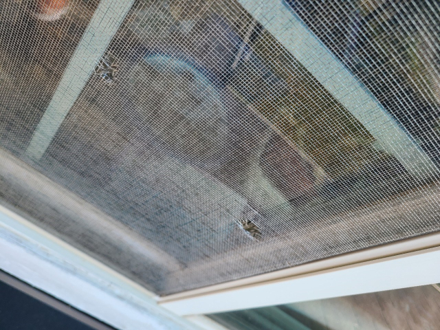 Hail damaged Window Screens